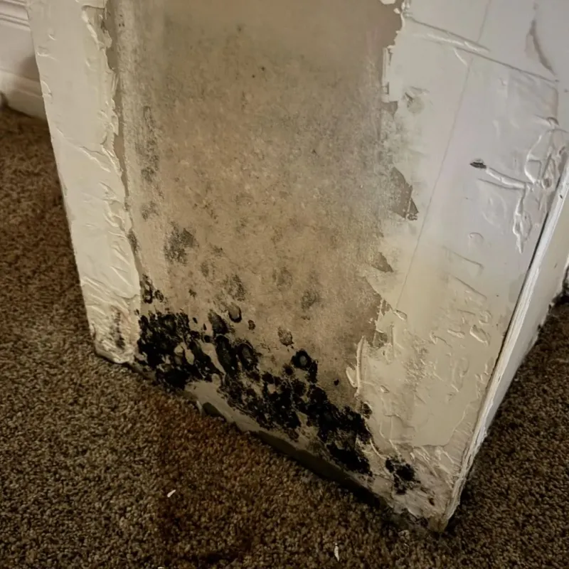 Professional Mold Removal in Lawrenceville, GA